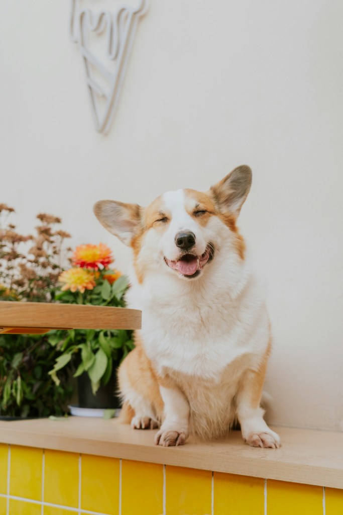 A happy corgi sitting on a wooden shelf in front of colorful flowers, with a cheerful expression against a light wall.